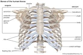 <p>Ribs</p>