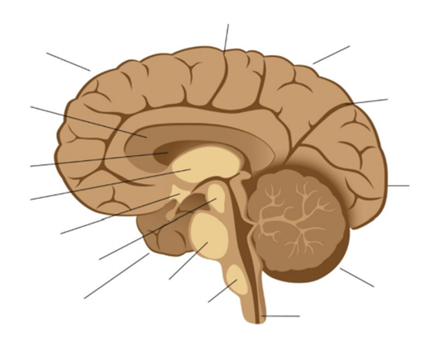 <p>Pons</p><p>Medulla oblongata</p><p>Midbrain</p><p>Temporal lobe</p><p>Hypothalamus</p><p>Spinal cord</p><p>Cerebellum</p><p>Occipital lobe</p><p>Parietal lobe</p><p>Parietooccipital sulcus</p><p>Frontal lobe</p><p>Central sulcus</p><p>Thalamus</p><p>Corpus callosum</p><p>Lateral ventricle</p>