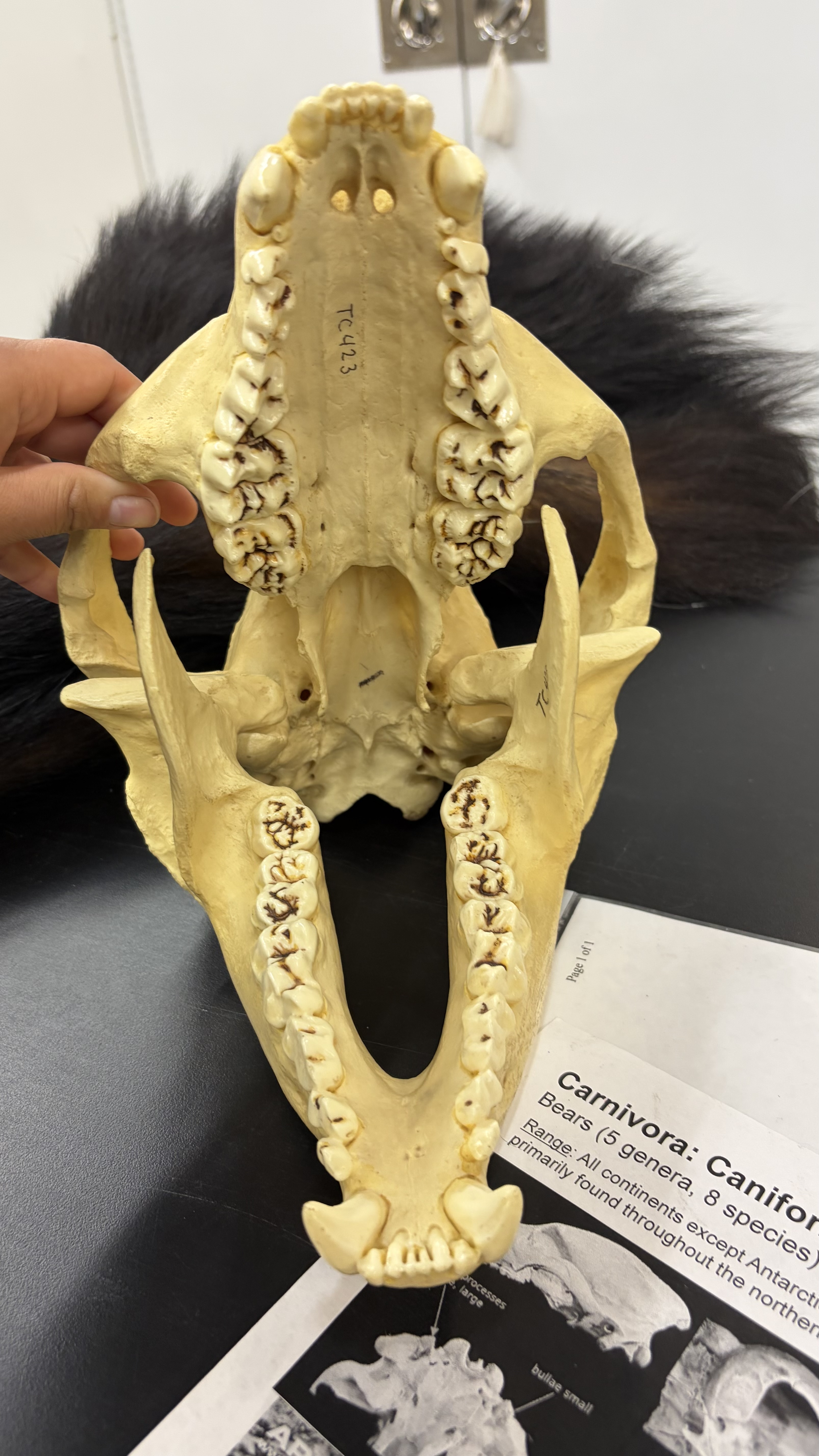 <ul><li><p>Carnivora</p><ul><li><p>Caniformia</p><ul><li><p>Ursidae</p><ul><li><p>All Continents except Antarctica and Australia</p></li></ul></li></ul></li></ul></li></ul><p></p>