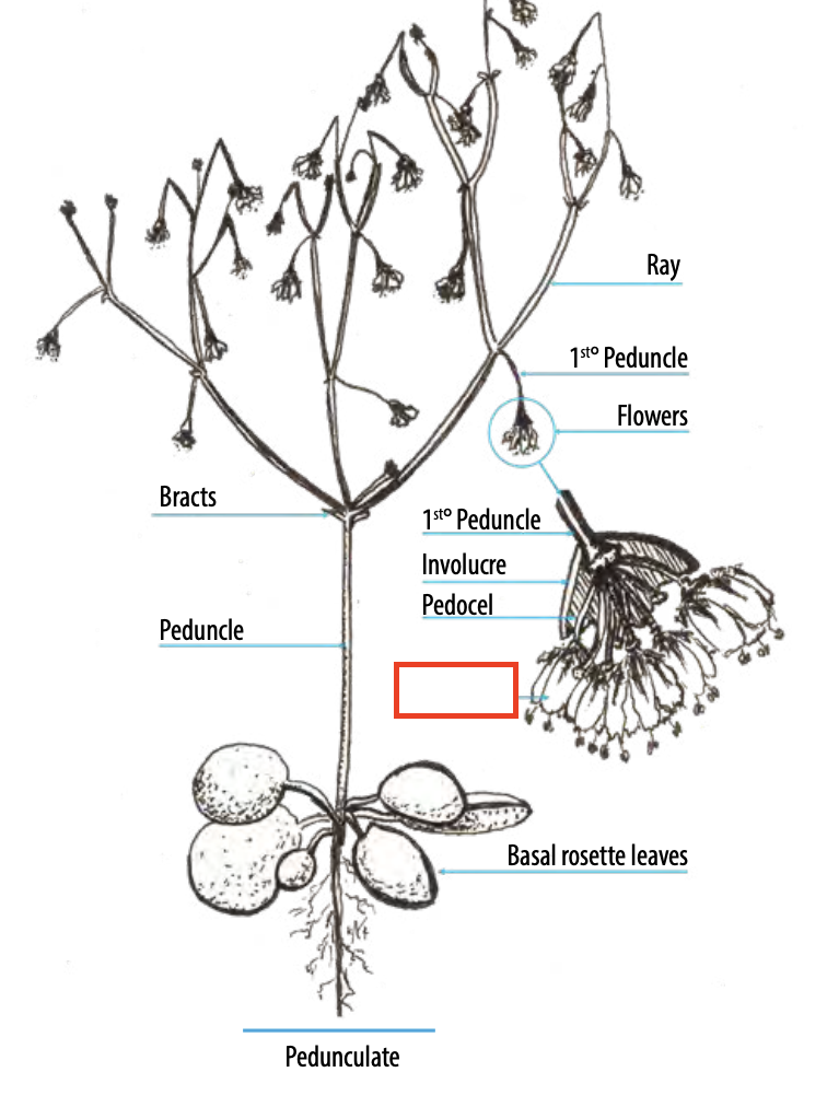 <ul><li><p><span><span>a segment of the outer whorl in a flower that has no differentiation between petals and sepals</span></span></p></li></ul><p></p>