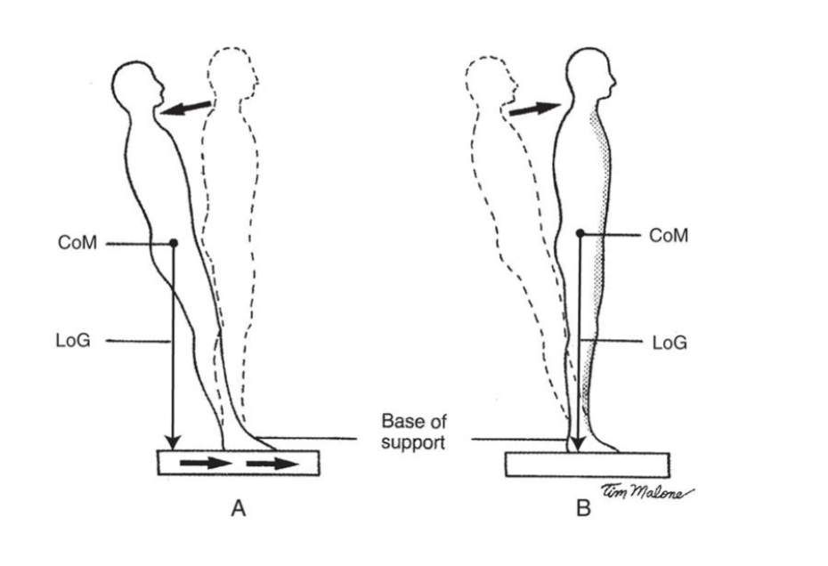 <p>COM will move back  then BoS goes fwd</p><ul><li><p>this increased external moment of hip extension </p></li><li><p>to maintain COM with in BoS, we need to create internal moment into hip flexion (which come from capsular ligaments or hip flexors) </p></li><li><p>lean too back we need to move pelvis fwd to get COM fwd or take a step fwd to increase BoS</p></li></ul><p></p><p>Hip strategies used for larger deviations of COM</p><p>Ankle strategies used for smaller deviations of COM</p>