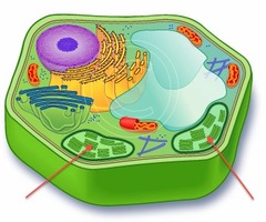 <p>found only in photosynthetic cells (such as plants); convert light energy into chemical energy during photosynthesis</p>