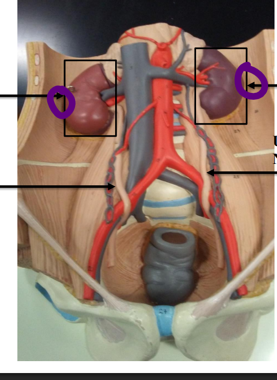 <p>Name the organ </p>