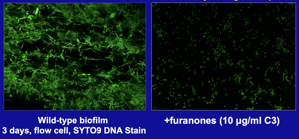 <p><span><strong>inhibit colonization by epiphytic bacteria on <em>Delisea pulchra</em></strong></span></p><p><span><em>→ colonization and biofilm formation by Ruegeria sp.</em></span></p>