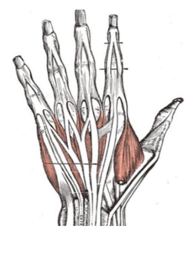 term image
