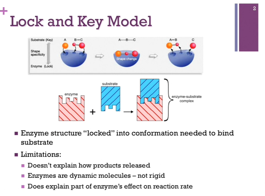 <p>Lock and key model of substrate binding. Enzymes were locked into the conformation they wanted to be in order to bind substrate. Top schematic: enzyme = in blue. It’s in perfect conformation in which it can bind substrate. In this model, the enzyme is the lock, and the substrates are the key that so perfectly fits that lock! </p><p>Limitations: Doesn’t explain how products are released. Also, we know enzymes are NOT rigid structures; they often change conformation in the course of a reaction! <strong>It also doesn’t explain how the enzyme affects the reaction rate</strong>! </p>