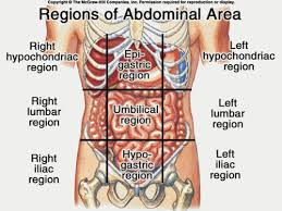 <p>What are the 9 abdominopelvic regions?<br></p>