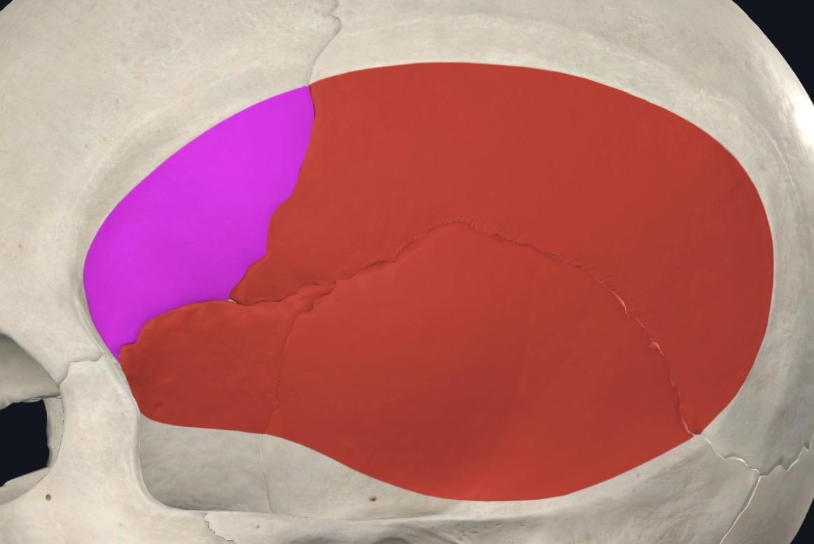 <p>Triangular muscle with broad attachment to floor of temporal fossa and deep surface of temporal fascia</p>