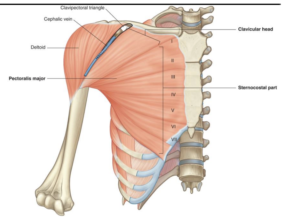 <p><strong>Anterior muscle group:</strong> Pectoralis Major</p>