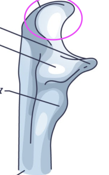 <p>What is this part of the Ulna called?</p>