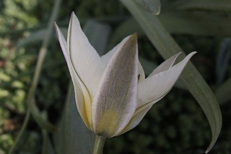 <p>2-4 glaucus leaves<br>Yellow-orange basal blotch<br>grey-red outer tepals<br>thin green line on inner tepals</p>