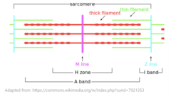 <p>A bands</p>
