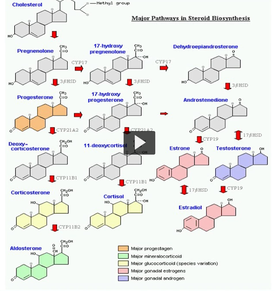 <p><u>major pathway in steroid biosynthesis</u></p><p>This is the biosynthesis of different steroid molecules. </p><p>The initial step of cholesterol is to go into pregnenole, this is the first OBLIGATORY step for what you are going to produce. </p>