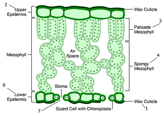 <ul><li><p>Waxy cuticle</p></li><li><p>Stomata and guard cells</p></li><li><p>Palisade mesophyll</p></li><li><p>Spongy mesophyll</p></li><li><p>Vascular bundles</p></li></ul><p></p>