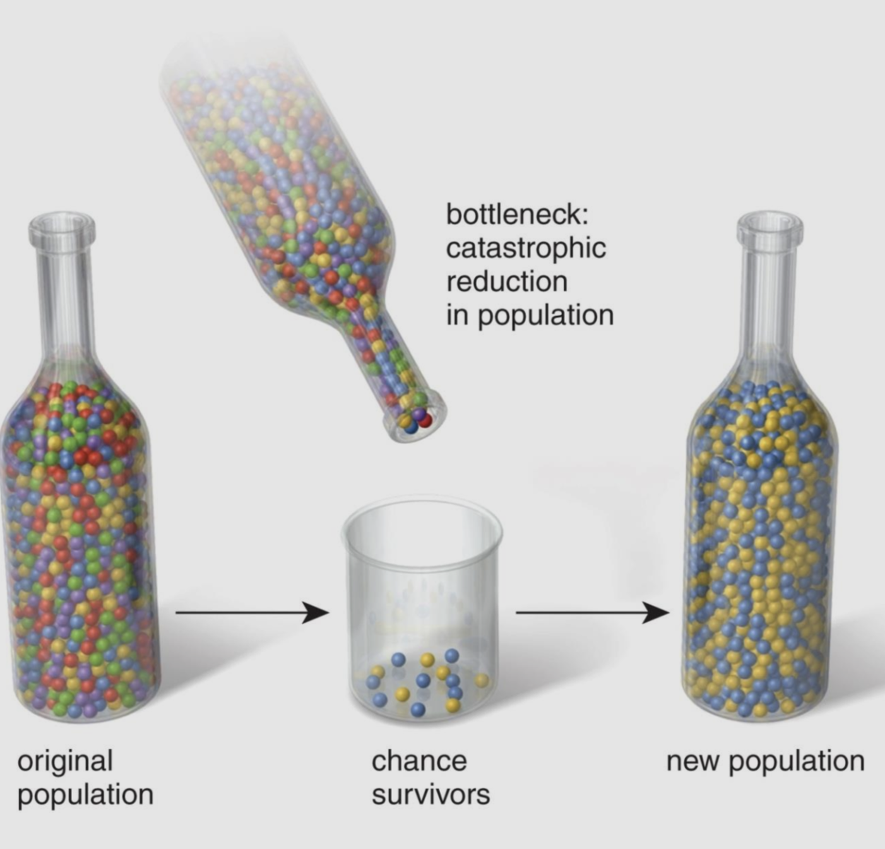 <p>when a population is reduced dramatically and then rebuilds without some alleles from the previous gene pool</p>