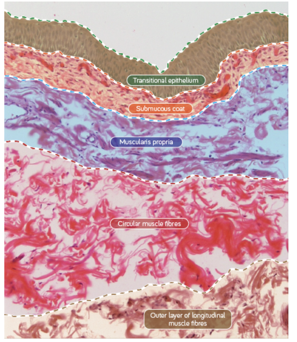 <p><span>These cells have the ability to stretch, shift over one another and flatten. </span></p><p><span>The epithelium of a distended bladder may appear only two to three cells thick where as in an empty bladder it is usually five to six cells thick.</span></p><ul><li><p><span>Non-distended urothelium has a cuboidal basal layer, polygonal celled middle layers and tall columnar cells in the surface layer.</span></p></li></ul><p></p>