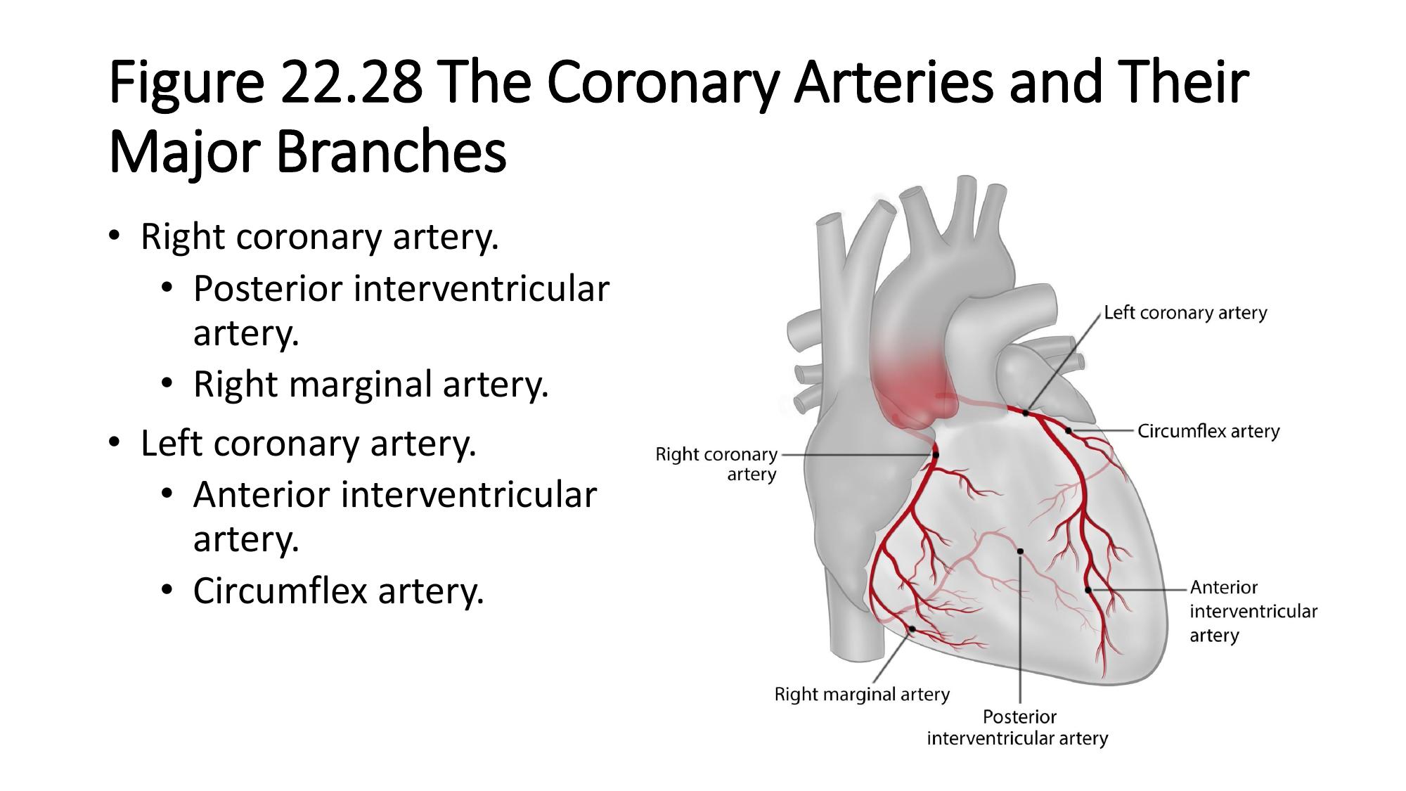 <p>Branch of the coronary artery running in the posterior interventricular sulcus.</p>