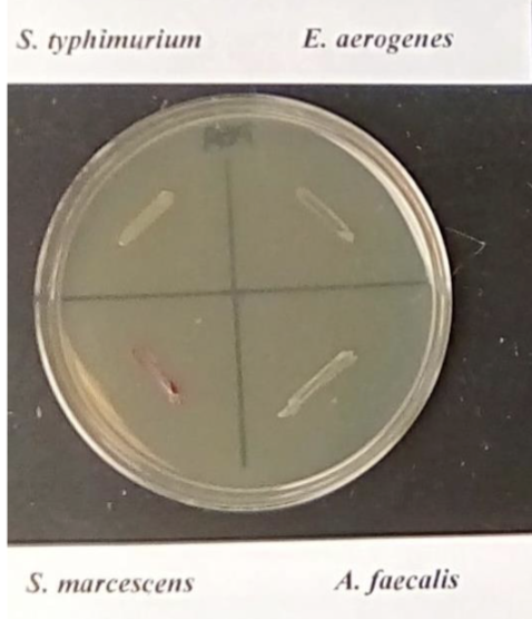 <p><span>Gram negative bacteria on PEA</span></p>