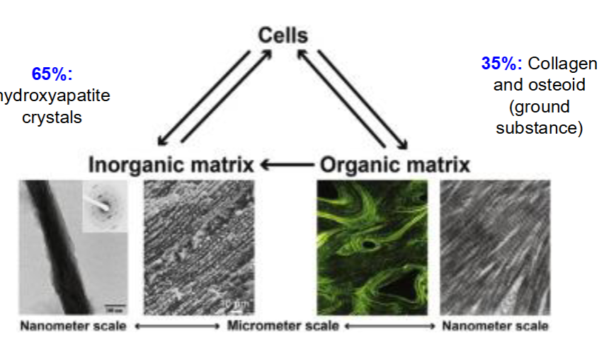 <p>Types of Specialized Connective Tissue: Bone</p>