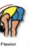 <p>Decreases angle between bones</p>