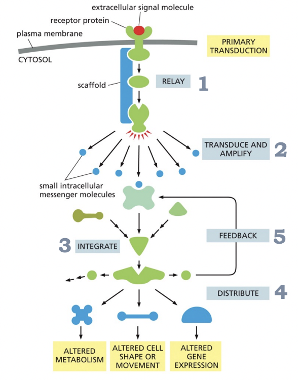 <p>1) <strong>Relay</strong> the signal onward.</p><p>2) <strong>Amplify</strong> the signal received, make it stronger so that only a few intracellular signaling molecules can evoke a large intracellular response.</p><p>3) <strong>Receive</strong> signals from multiple intracellular signaling pathways and integrate them.</p><p>4) <strong>Distribute</strong> the signal to more than one signaling pathway or effector protein.</p><p>5) <strong>Engage</strong> in feedback, modulating the response of the signal.</p>