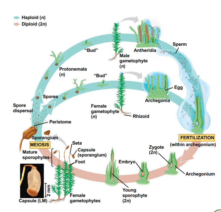 <p>RULE</p><ul><li><p>start from a spore → makes gametophyte → makes antheridia/archegonia → fertilization → zygote in archegonium → embryo → young sporophyte → sporangium </p><ul><li><p>DOES <u>NOT HAVE SPOROPHYLL</u>, only a feature of vascular plants (lycophytes, ferns, gymnosperms, angiosperms)</p></li></ul></li></ul><ul><li><p>has male gametophytes that make antheridia &amp; female gametophytes that make archegonia</p><ul><li><p>most moss gametophytes are unisexual and can form either antheridia (male) or archegonia (female)</p></li></ul></li></ul><p></p>