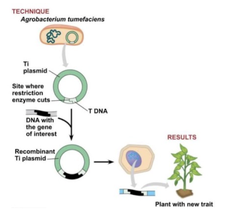 <p><span style="line-height: 1.5;">52. Why is the Ti plasmid from <em>Agrobacterium tumefaciens </em>useful in creating genetically modified plants?</span></p><p><span style="line-height: 1.5;">A. It naturally transfers a segment of DNA (T-DNA) into plant cells, which scientists can replace with desired genes.</span></p><p><span style="line-height: 1.5;">B. It produces proteins that directly change plant traits without altering DNA.</span></p><p><span style="line-height: 1.5;">C. It only works in animals, so scientists use it as a model for plant modification.</span></p><p><span style="line-height: 1.5;">D. It is used to increase the amount of chlorophyll in plants by adding extra chloroplasts.</span></p>