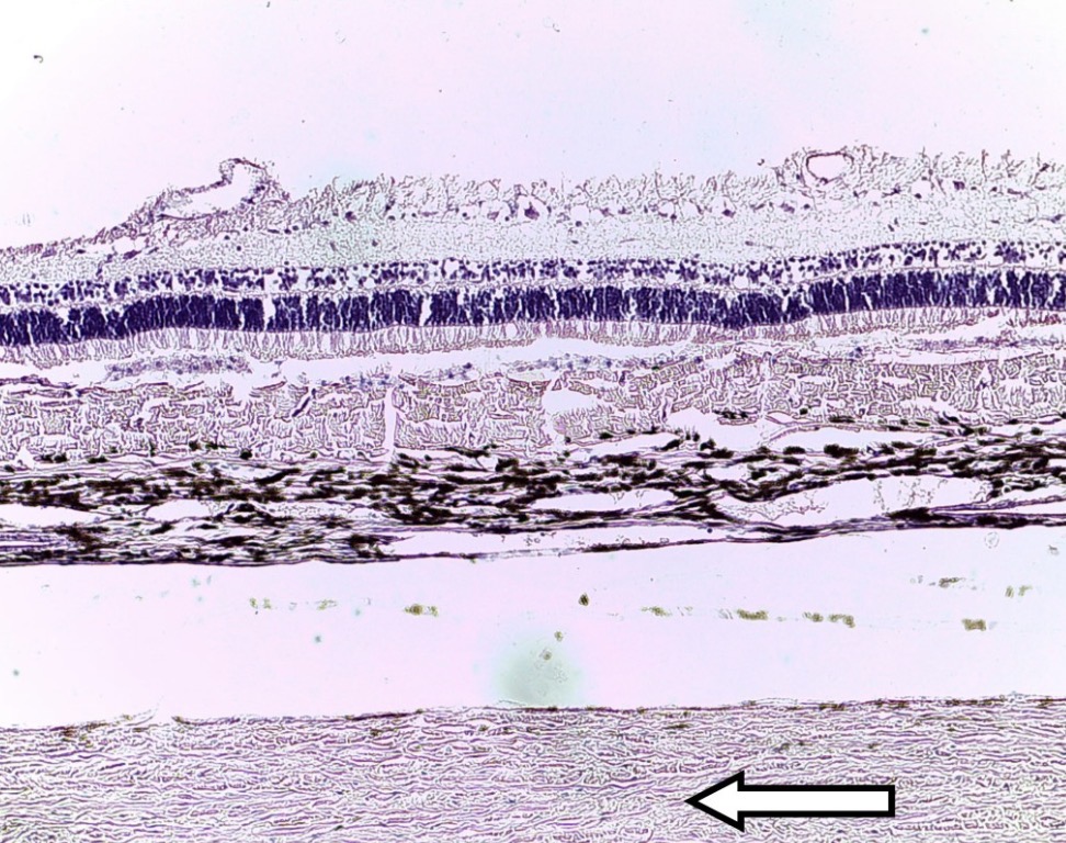 <p>Identify the layer at the pointer</p>