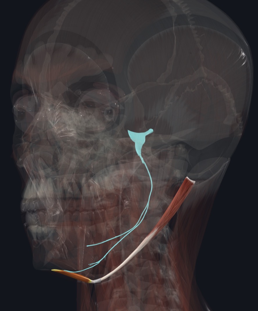 <p>Mandibular N CNV3 (Nerve to mylohyoid) &amp; Digastric branch of facial N (CN VII)</p>