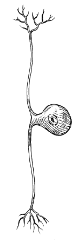 <p>what type of neuron is this</p>