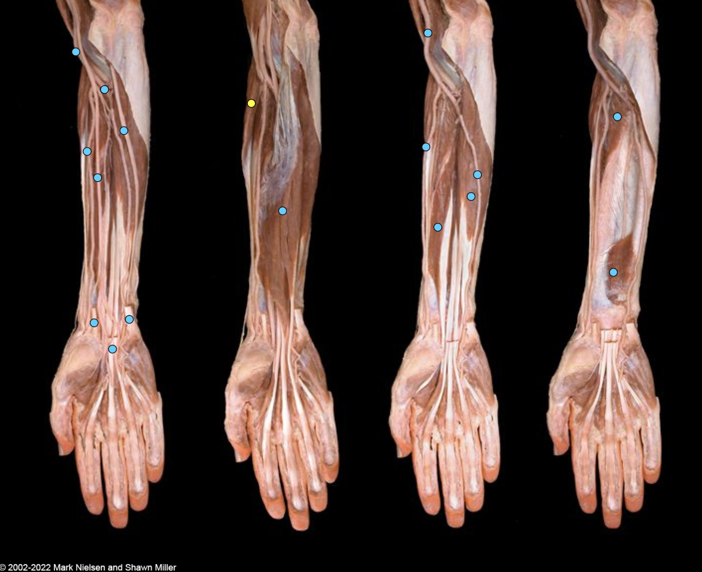 knowt flashcard image