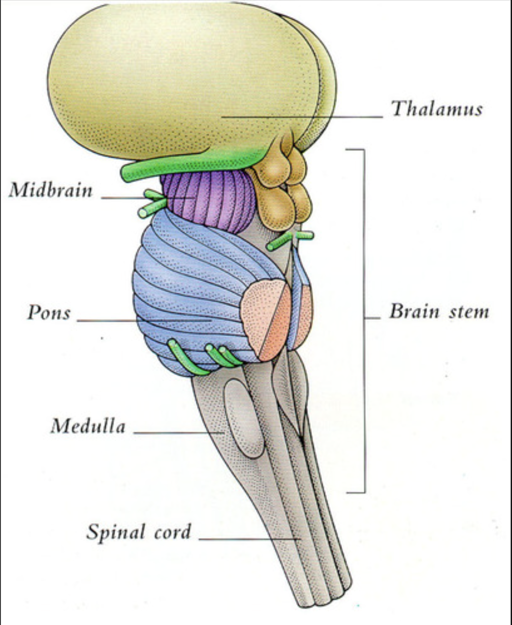 <p>Thalamus</p>