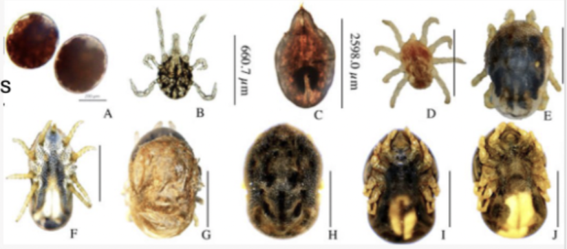 <p>What is the genus of this tick?</p>