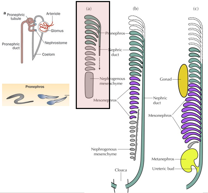 <ul><li><p>In all groups, the anterior pronephros develops but is retained in only cyclostomes (and some fish larva)</p></li><li><p>Mostly transient in derived groups</p></li></ul><p></p>