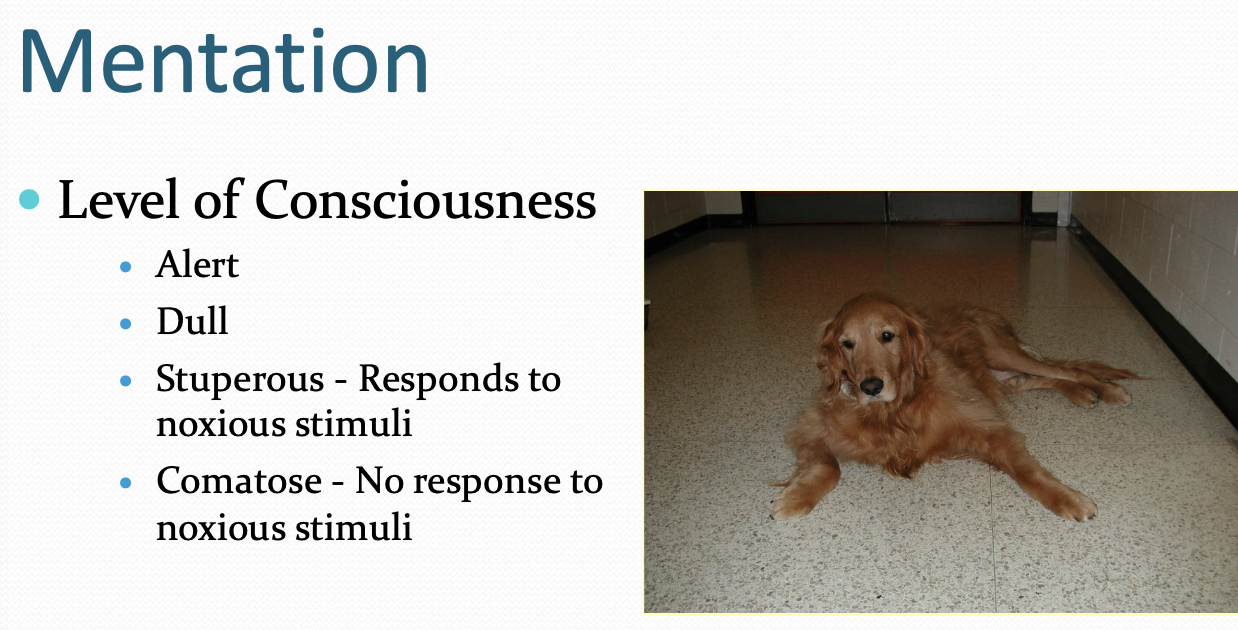 <p>- Alert</p><p>- Dull/Obtunded</p><p>- Stuporous: Responds to noxious stimuli</p><p>- Comatose: No response to noxious stimuli</p>
