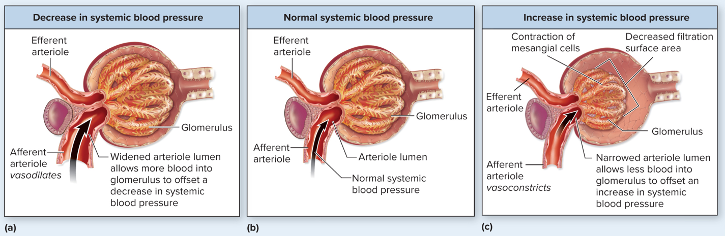 <p>One of the negative feedback processes of autoregulation of GFR. </p><ul><li><p><strong>Contraction or relaxation of the smooth muscle of the afferent arteriole in response to stretch</strong></p><ul><li><p><strong>Increased systemic blood pressure </strong>→ stretches afferent arteriole → <strong>increases GFR</strong> → <strong>smooth muscle </strong>responds by <strong>constricting the afferent arteriole</strong> → <strong>reduces blood flow </strong>through the glomerulus → returns <strong>GFR back to normal </strong></p></li><li><p><strong>Decreased systemic blood pressure</strong> → stretches afferent arteriole less → <strong>reducing GFR</strong> → <strong>smooth muscle </strong>responds by<strong> relaxing </strong>→ <strong>increasing blood flow </strong>through the glomerulus → causing an <strong>increase in GFR</strong> back toward normal range </p></li></ul></li></ul><p></p><p>Works best for systemic blood pressure changes between 80 and 180 mm Hg to rapidly restore GFR to normal</p>