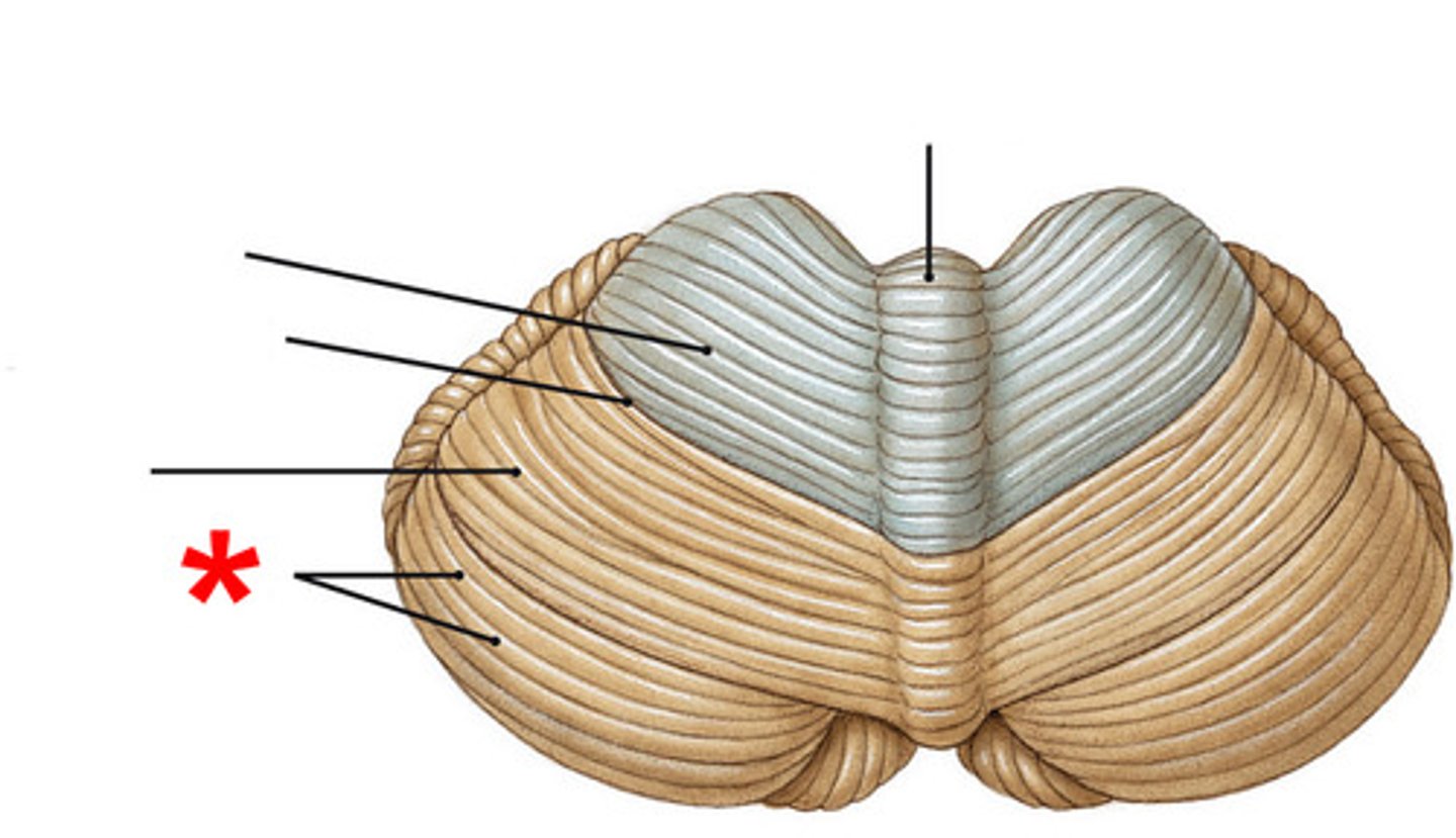 <p>The cerebellar folds are slender, plated gyri that look similar to pages in a book.</p>
