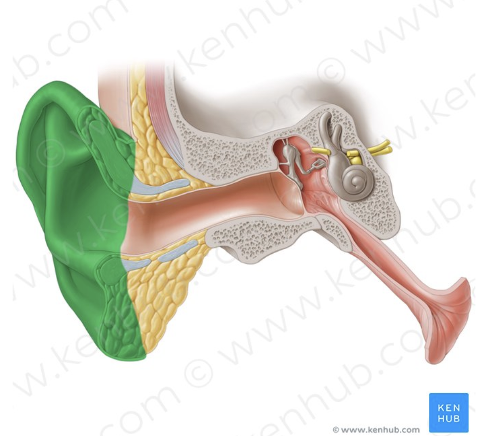 <p>What part of the ear is this?</p>