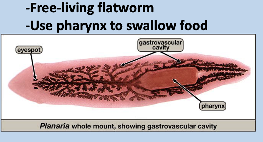 <p>A part of the platyhelminthes phylum </p><p>These are <strong>free</strong>-<strong>living</strong> and eat by swallowing food through mouth and <strong>pharynx </strong>(tube like thing)</p><p>*Pay close attention to shape compared to other flatworms: Pink stain, dark branching gastrovascular cavity, arrow-shaped head with eyespots (<strong>ganglia</strong>; sense light/dark/shadow)</p>