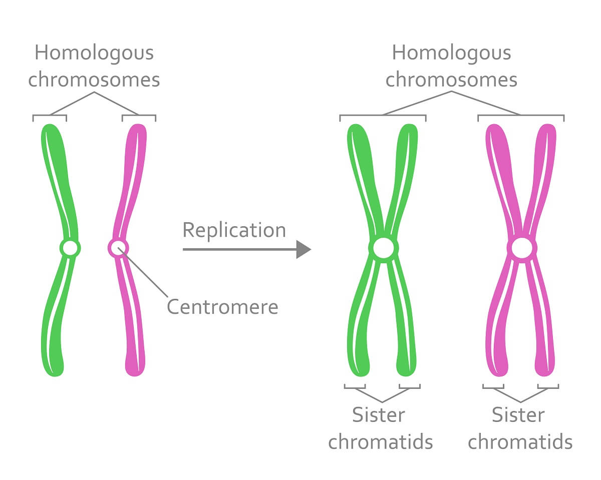 <p>Sister chromatids</p>