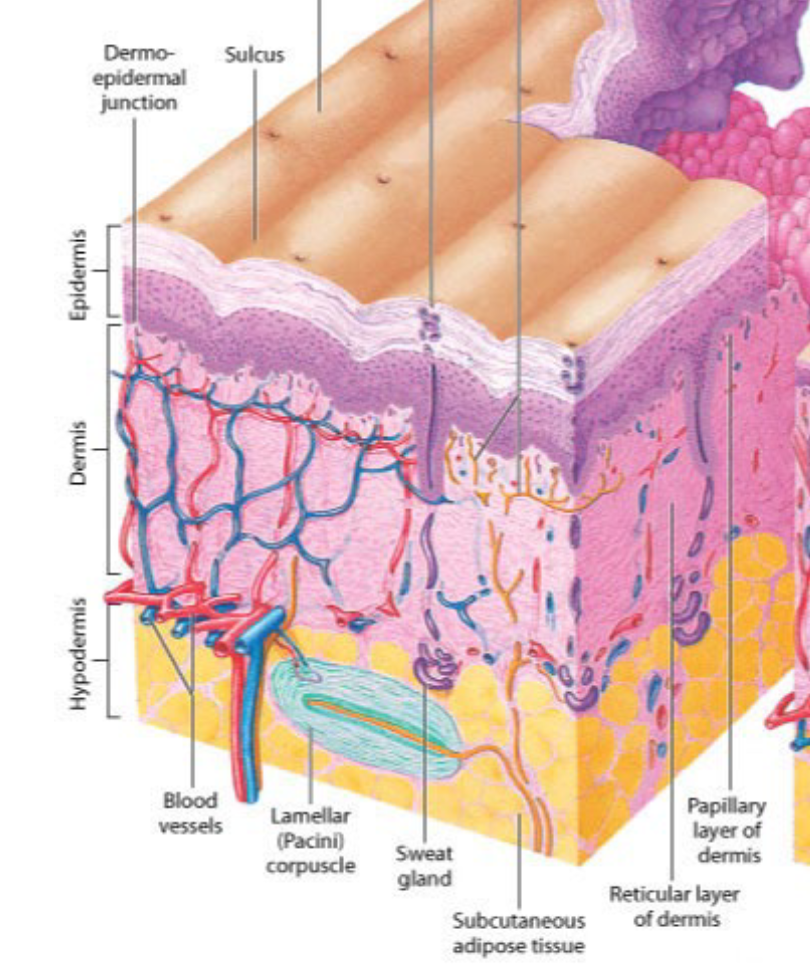 <ul><li><p>Epidermis (outer layer)</p></li><li><p>Dermis (inner layer)</p></li><li><p>Hypodermis (Deepest Layer)</p></li></ul><p></p>