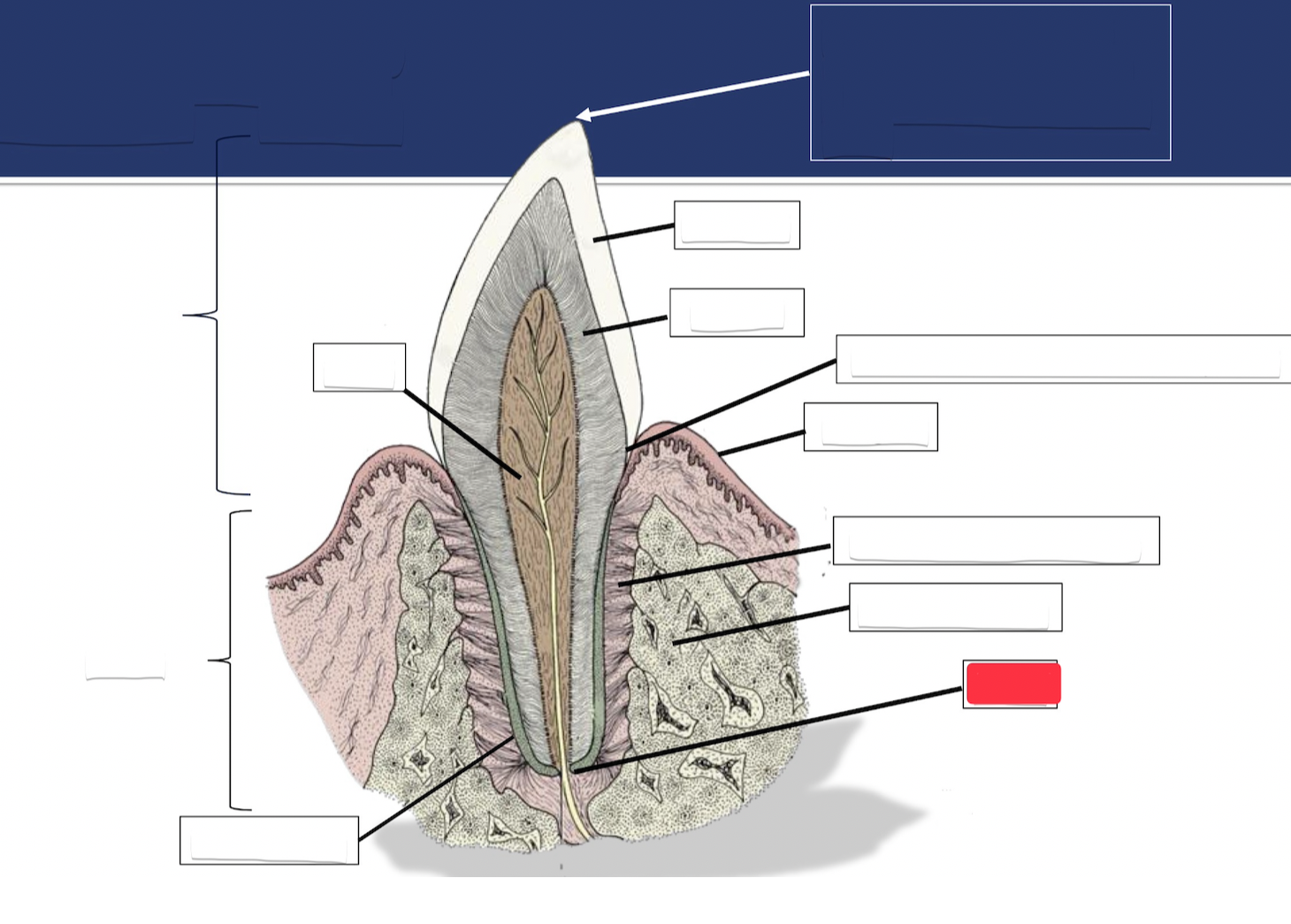 <p>Label this part of the tooth.</p>