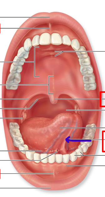 <p>connects tongue to floor of mouth</p>