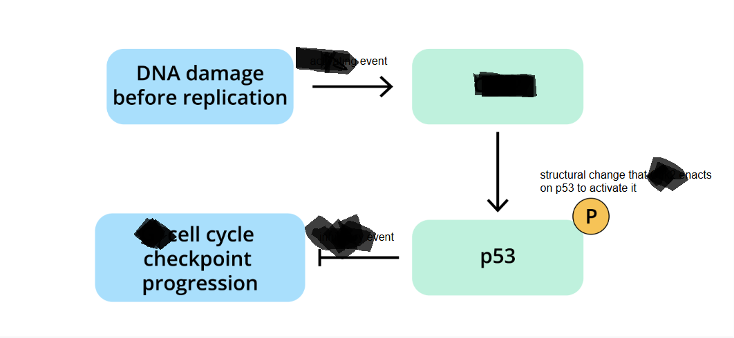 <p><span style="background-color: transparent;">After further genetic analysis, you discover that the tumor cells have a<strong> mutation in the Chk2 protein.</strong> Which Chk2 mutation would most likely lead to cancer (uncontrolled cell division)?</span></p><ol><li><p><span style="background-color: transparent;">The mutant Chk2 protein is overactive and phosphorylates p53 even when DNA damage is not detected.</span></p></li><li><p><span style="background-color: transparent;">The mutant Chk2 protein degrades damaged DNA.</span></p></li><li><p><span style="background-color: transparent;">The mutant Chk2 causes cells to arrest at the G<sub>1</sub> checkpoint.</span></p></li><li><p><span style="background-color: transparent;">The mutant Chk2 protein can no longer phosphorylate p53.</span></p></li></ol><p><br>***<span style="background-color: transparent;">If p53 cannot be …… in response to DNA damage (via Chk2), then the cell is more likely to continue on in the cell cycle when it should …., thus increasing its likelihood of uncontrolled cell division.</span></p><p><span style="background-color: transparent;">If Chk2 was overactive, it would cause cell cycle ….. all the time, which would be the opposite of a cancer phenotype. </span></p><p><span style="background-color: transparent;">Option …. would also be unlikely to lead to cancer, since this function (which is not part of Chk2 function) would increase the likelihood of a healthy cell. </span></p><p><span style="background-color: transparent;">Option 3. describes Chk2’s typical function, which prevents uncontrolled cell division.</span></p><p><br><span style="background-color: transparent;">What are likely consequences of a <strong>Chk2 protein</strong> that <strong>can no longer function</strong>? In other words, why did this mutation likely cause a tumor in this patient?</span></p><ul><li><p><span style="background-color: transparent;">Damaged DNA is …. during … phase.</span></p></li><li><p><span style="background-color: transparent;">….. accumulate and are passed to new cells.</span></p></li><li><p><span style="background-color: transparent;">More cell cycle checkpoint proteins become non-functional, eventually leading toward uncontrolled cell growth.</span><br>*** <span style="background-color: transparent;">Note that if <em>only</em> the p53 pathway is disrupted, there are still other cell cycle checkpoints that can keep the cells from dividing uncontrollably. The more mutations that accumulate, the more likely that multiple cell cycle checkpoint regulatory proteins will stop functioning.</span></p><p><br></p></li></ul><p></p>