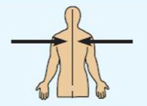 <ul><li><p>Toward or at the midline of the body</p></li><li><p>On the inner side of</p></li><li><p>Ex: the heart is medial to the arm</p></li></ul><p></p>