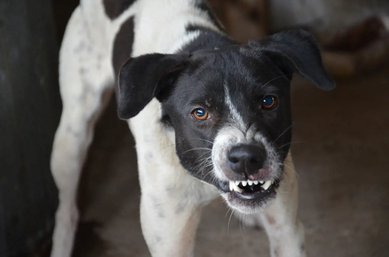 <p>What is this dog likely feeling?</p>