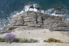 <p>An ecological succession that begins in an area where no biotic community previously existed (starting from rock)</p>