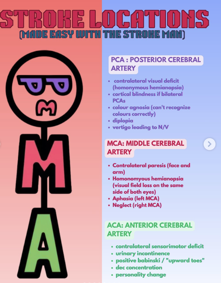 <ul><li><p>ACA- LE deficits </p></li><li><p>MCA- UE and face </p></li><li><p>PCA- Visual </p></li></ul><p></p>
