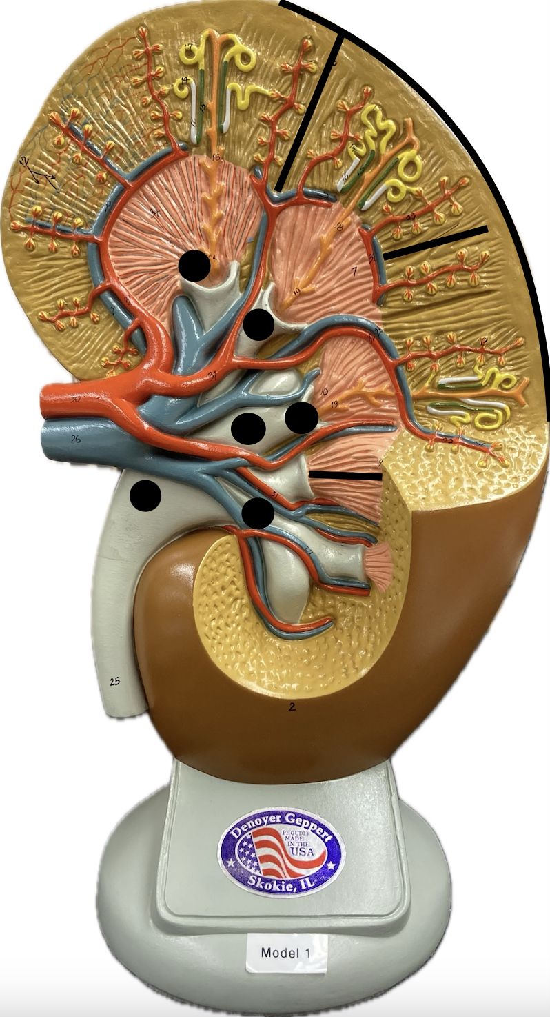 <p><span>Anatomy of the Kidney</span></p>
