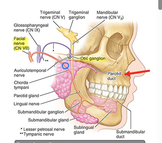 <ul><li><p>exits parotid gland</p></li><li><p>pierces buccinator &amp; enters oral cavity</p></li><li><p>delivers saliva</p></li></ul><p></p>